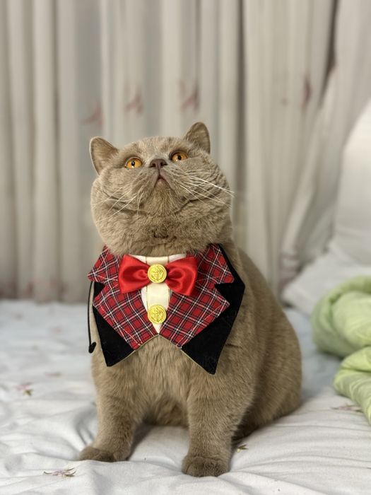 Продаётся Британский кот