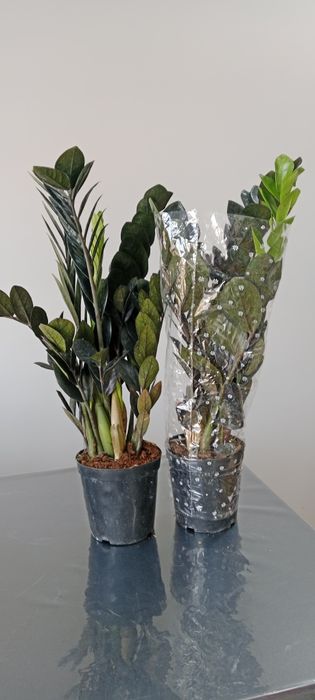 Домашние растения, Хонаки гуллар