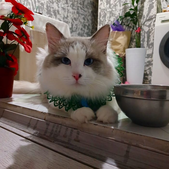 Кот Рэгдолл на вязку ищет жениха