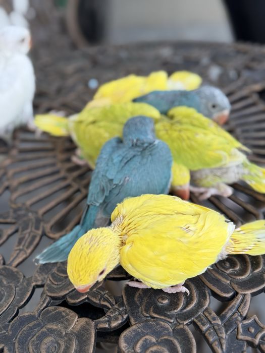 Papagali puiuti obisnuiti cu copiii micul alexandru alexander