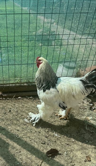 Vand cocoși brahma Herminat