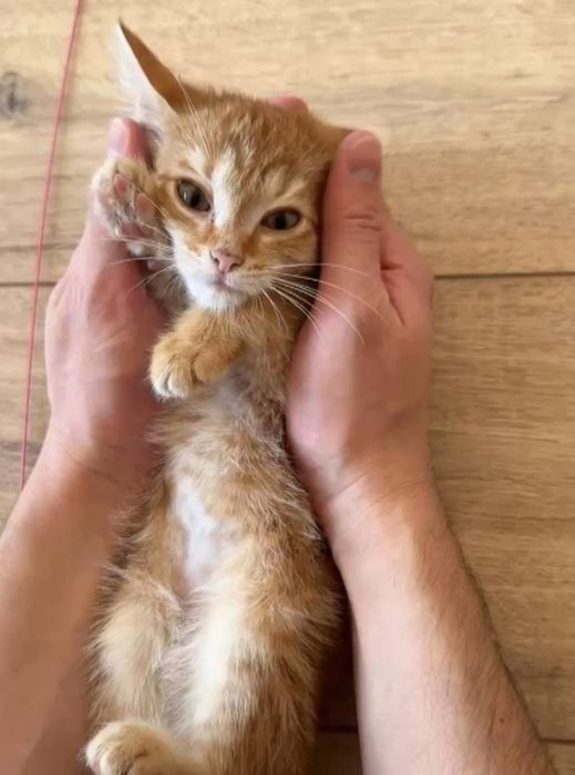 Котик в добрые руки