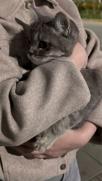 Кот сладкий ребенок ищет дом