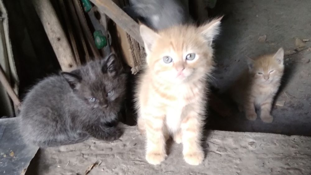 Котята рыжие мальчики