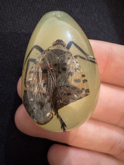 Препарирана пеперуда