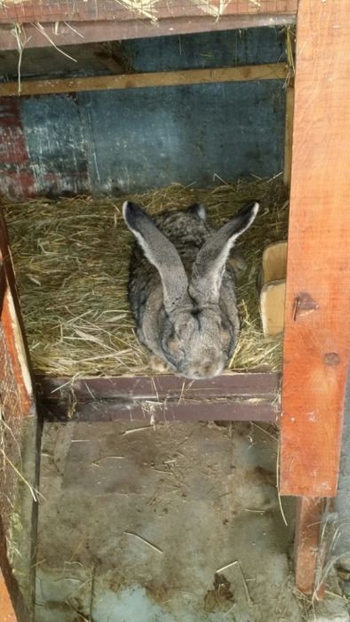 Iepuri Urias german gri