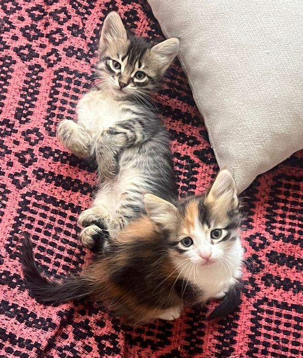 Подарявам котенца турска ангора