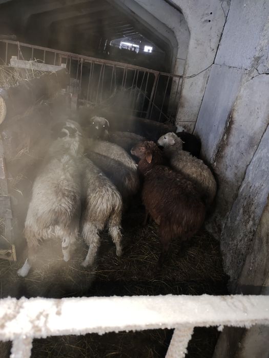 Продам Баранчиков курдючные 60тыс