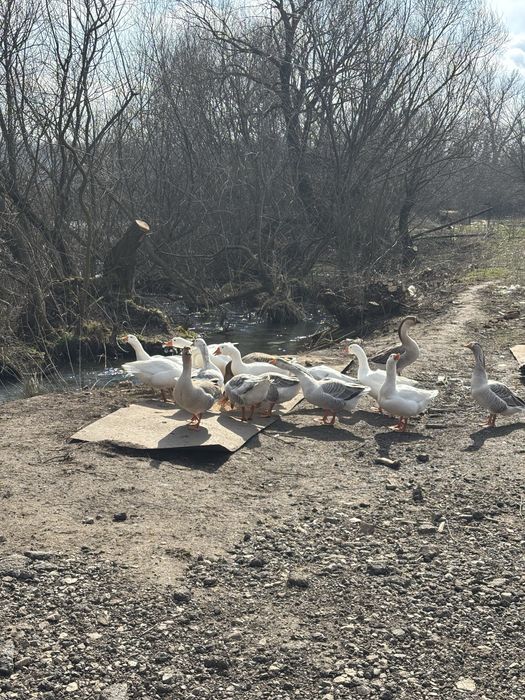 Продавам гъски носещи