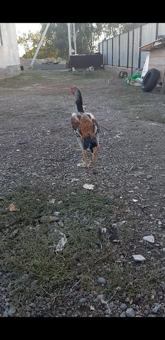Бойцовыйедаканки