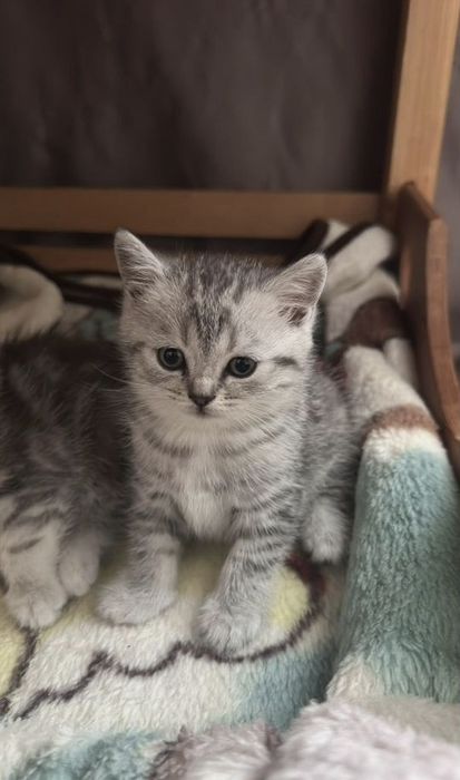 Британские котята