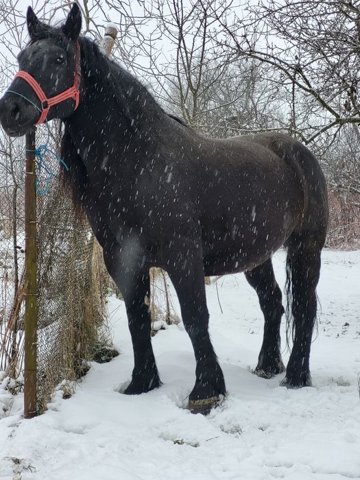 Iapa 5 ani gestanta in 8 luni