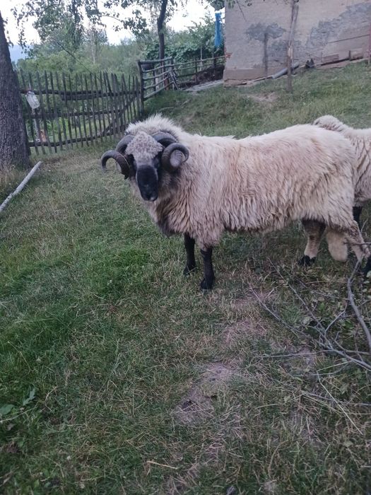 Berbec și oi de vânzare