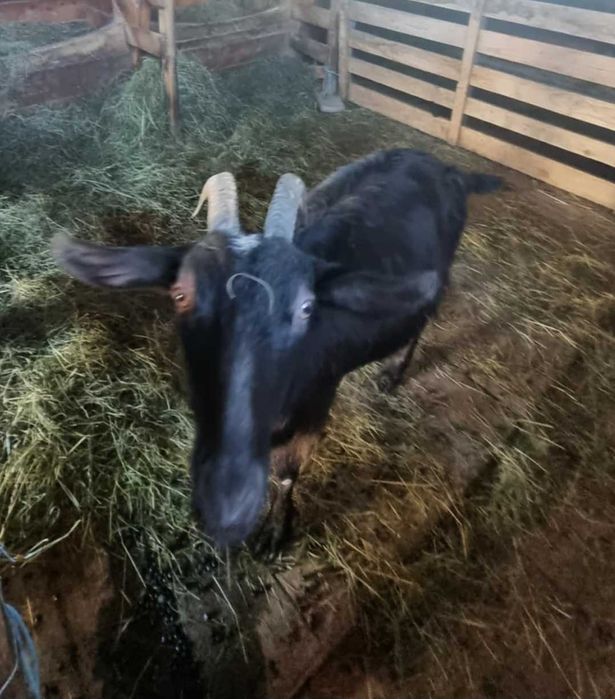 Vând două capre Alpine Franceze.