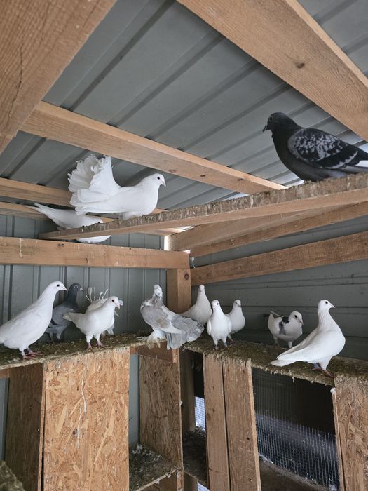 Vând porumbei voiajori