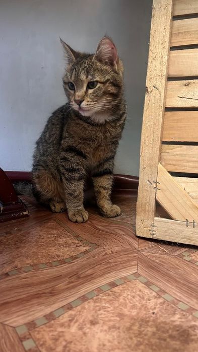 Кошка в добрые руки