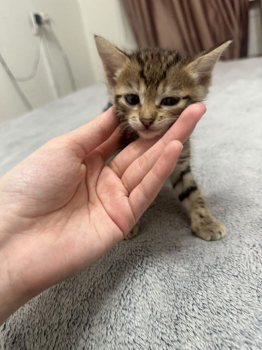 Шотладский котёнок продам