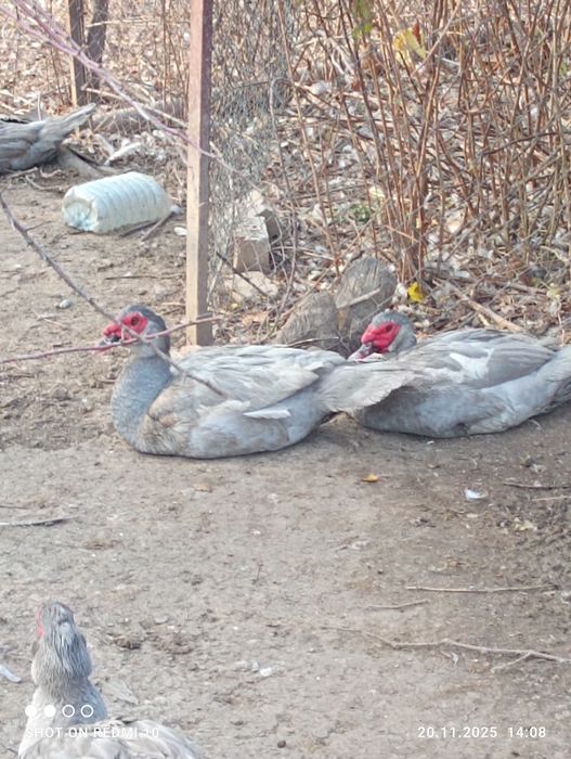 Индоутки порода Лаванда.