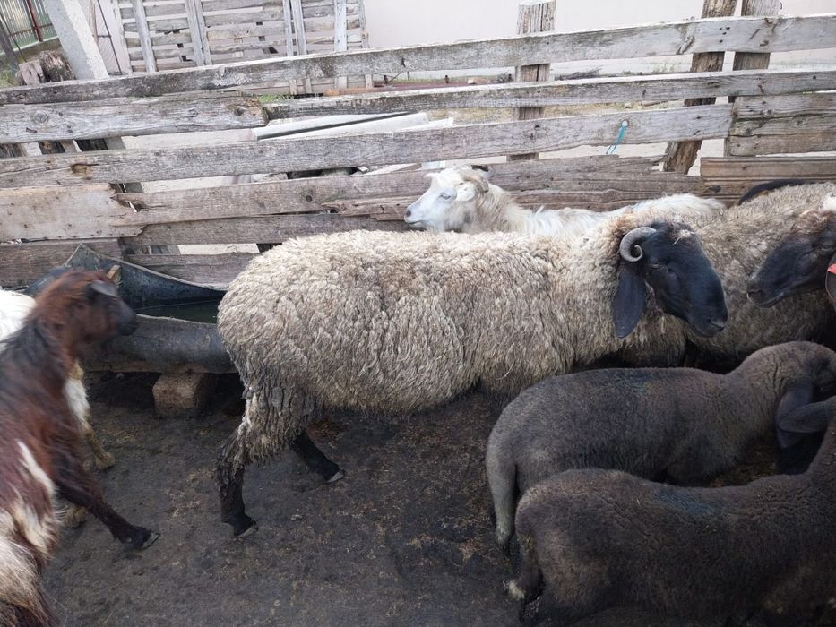 2 berbeci de vânzare,au vârsta de 2 ani și 3 ani