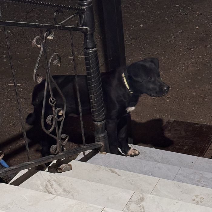 Отдам щенка лабрадора