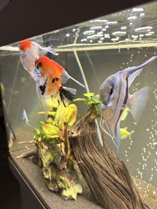 Vand 3 pesti scalari acvariu angelfish