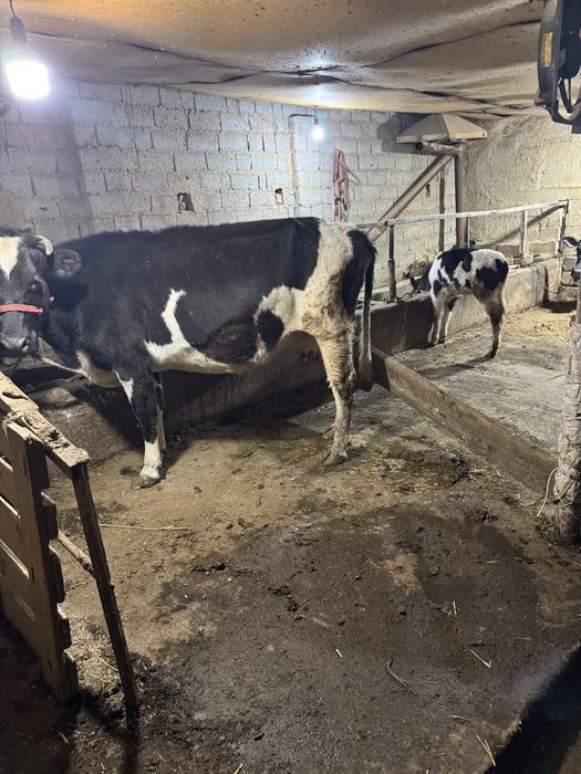 Ona bola sgir sotladi