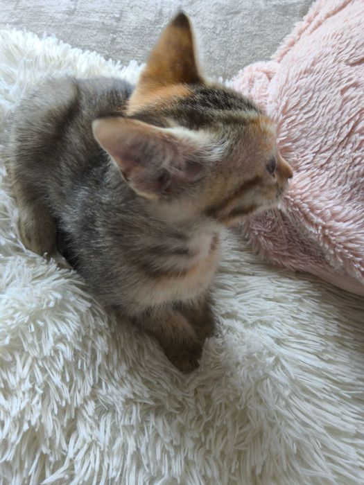 Нежна домашна котка на 2,5 месеца търси своя дом