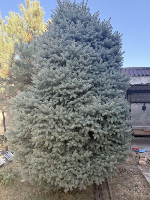 Голубой ель большие