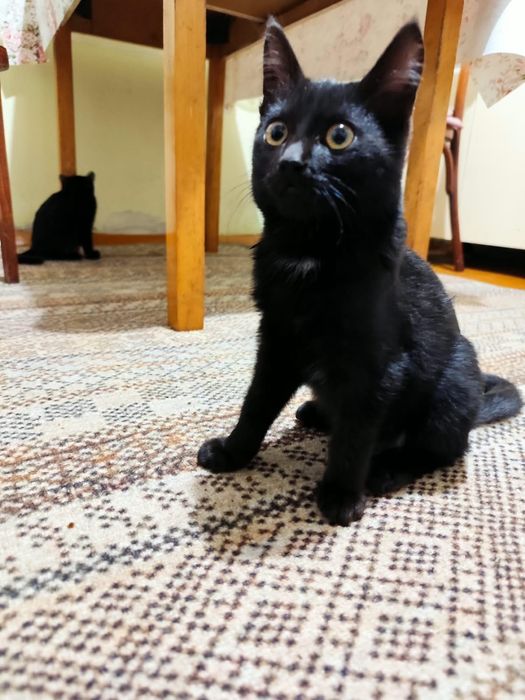 Котята отдам в хорошие руки