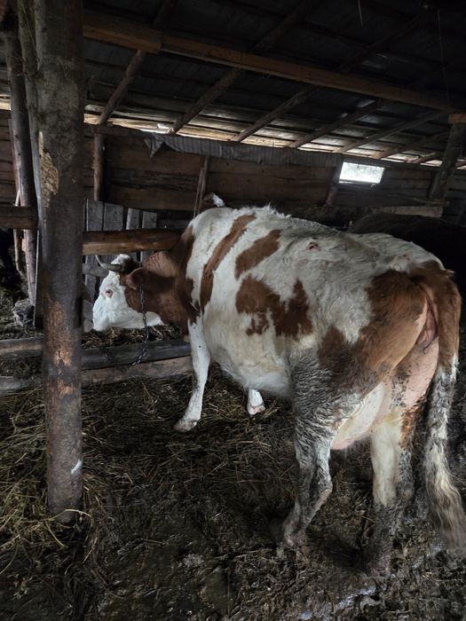 Vaca gestanta de 9 luni