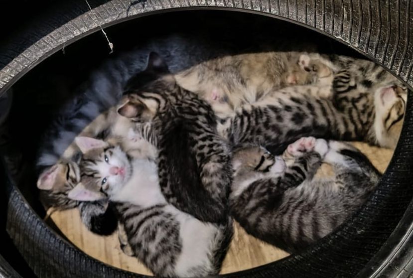Pui de pisică spre adopție