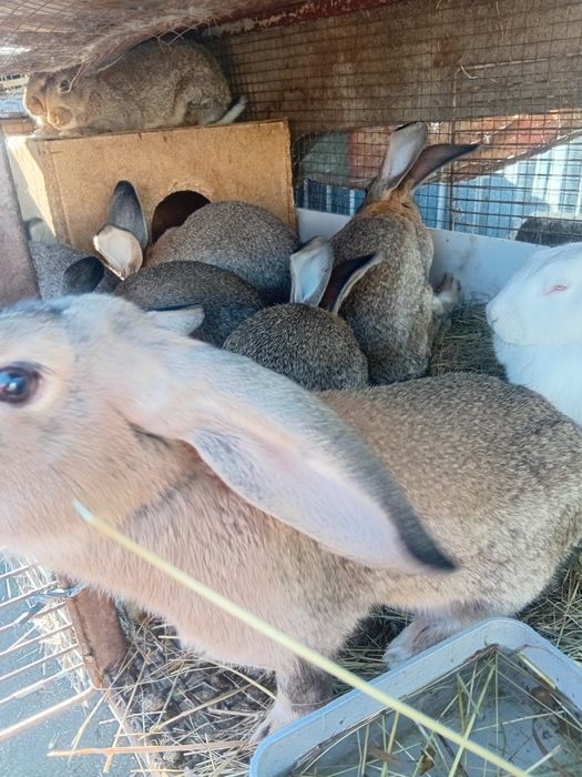 Продам кроликов 3 месяца