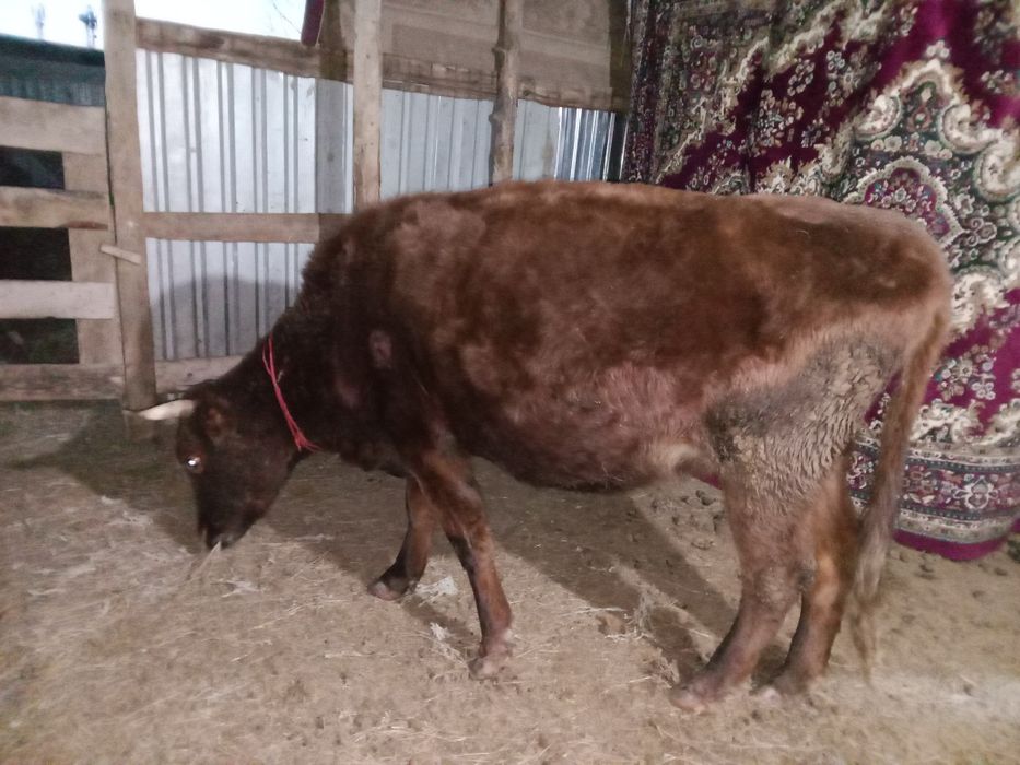 сиыр сатылвды...