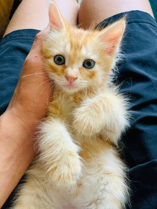 Рыжие котята !!!