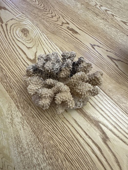 Морские кораллы