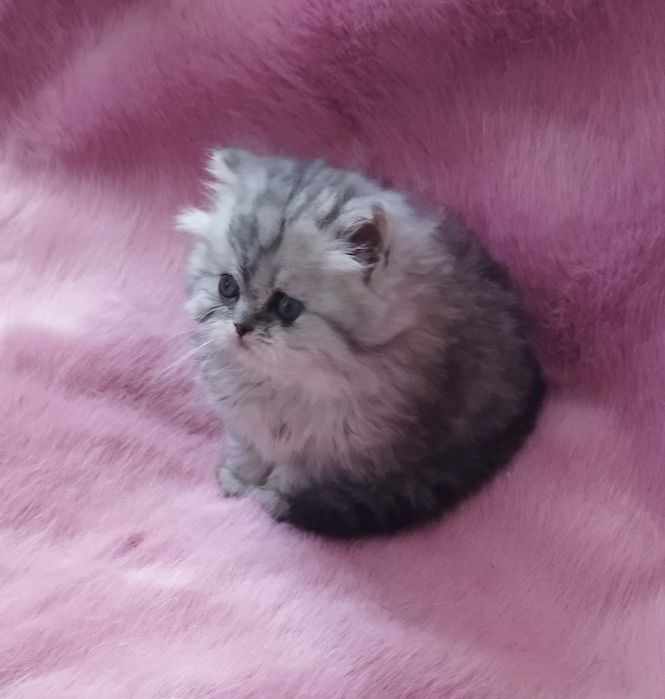 Шотландский котёнок