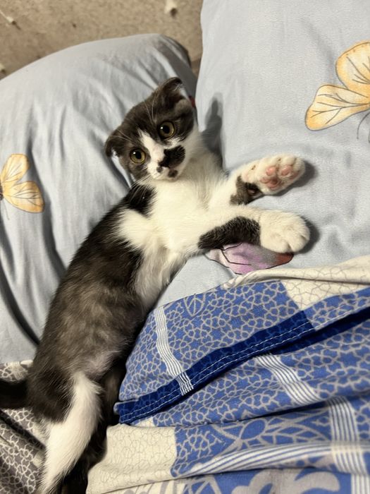 Отдам в добрые руки котенка