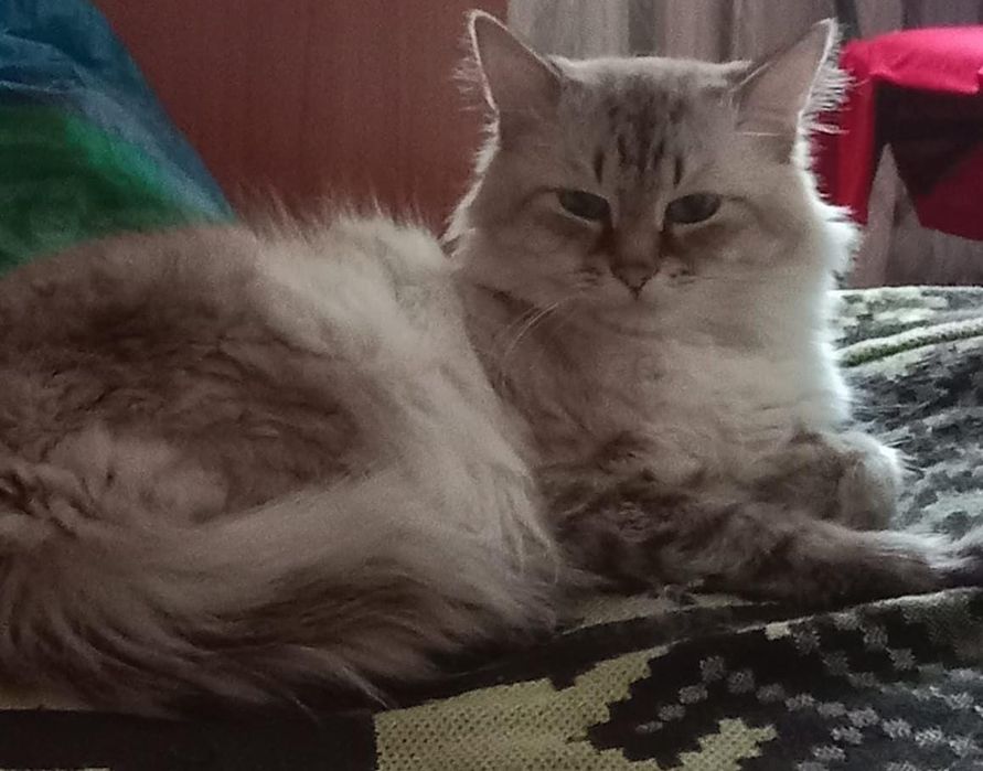 Отдам в добрые руки