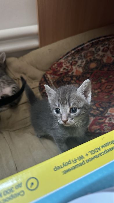 Котята бесплатно