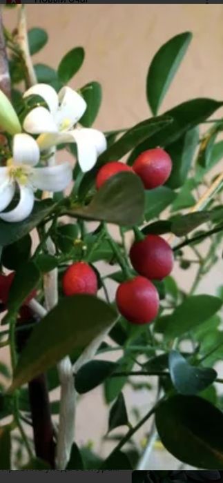 Мурайя дерево японских Императов