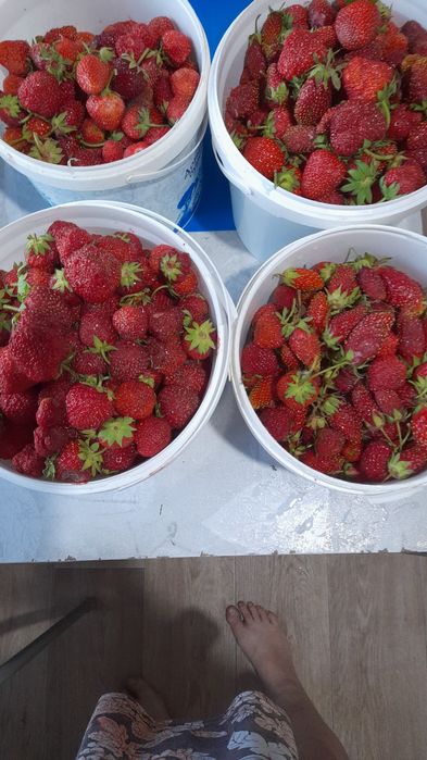 Рассада клубники