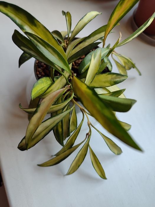 Хойки сортовые красивые