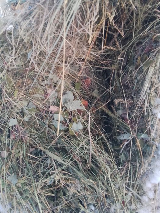 Продам сено Луговое!