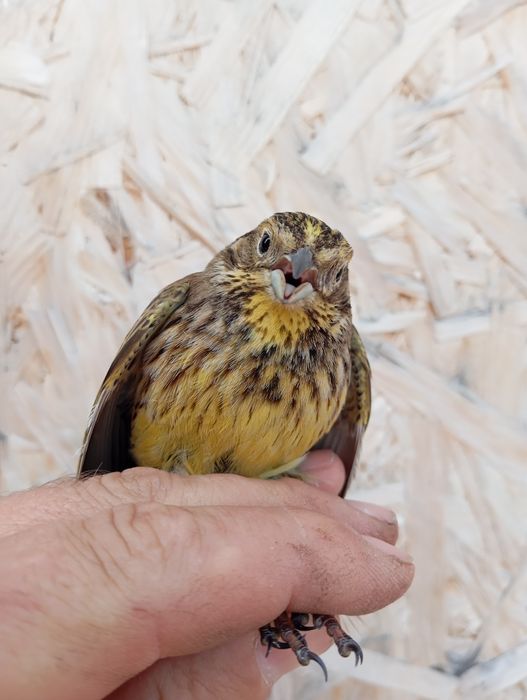 Продам выдержанную птицу