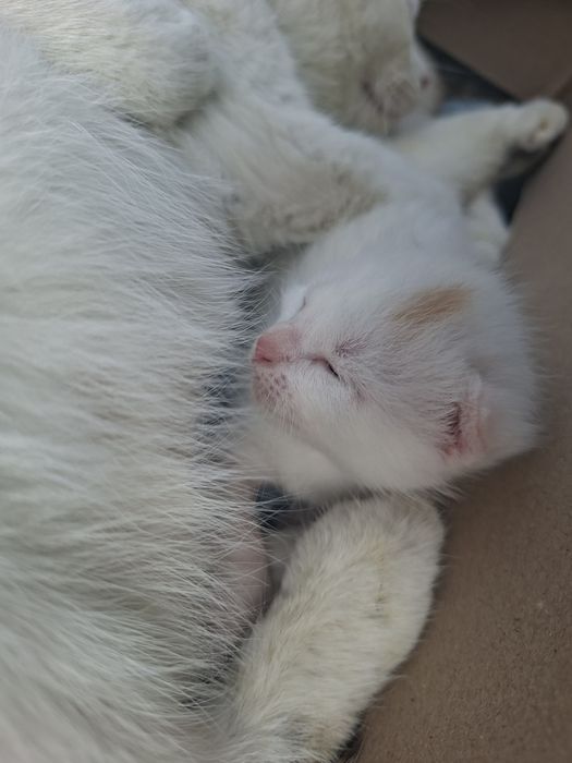 Отдам котят даром