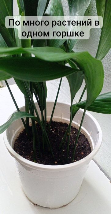 Аспидистра. Одно из самых устойчивых растений. Цветы для дом/офис
 рас