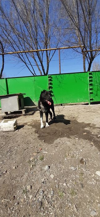 Продам щенок САО