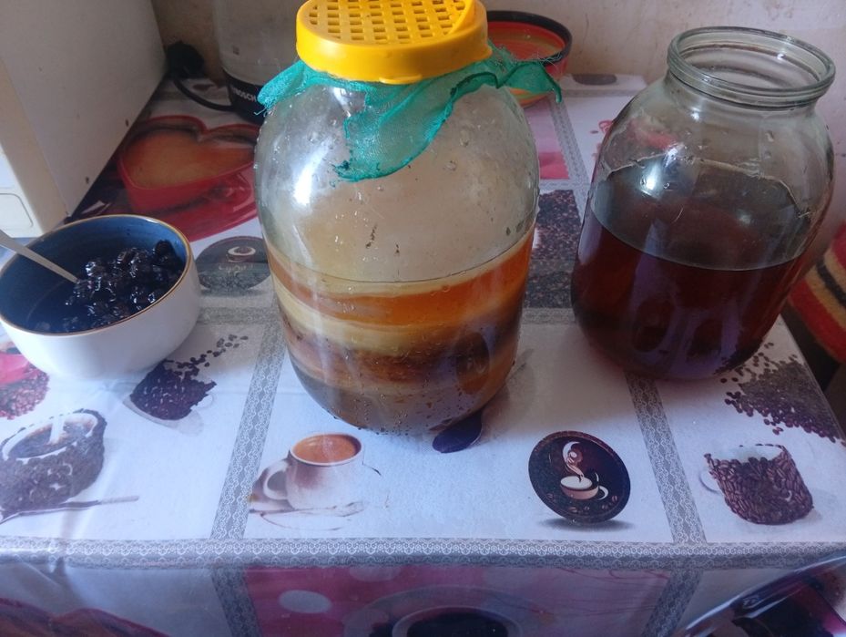 Продам чайный гриб