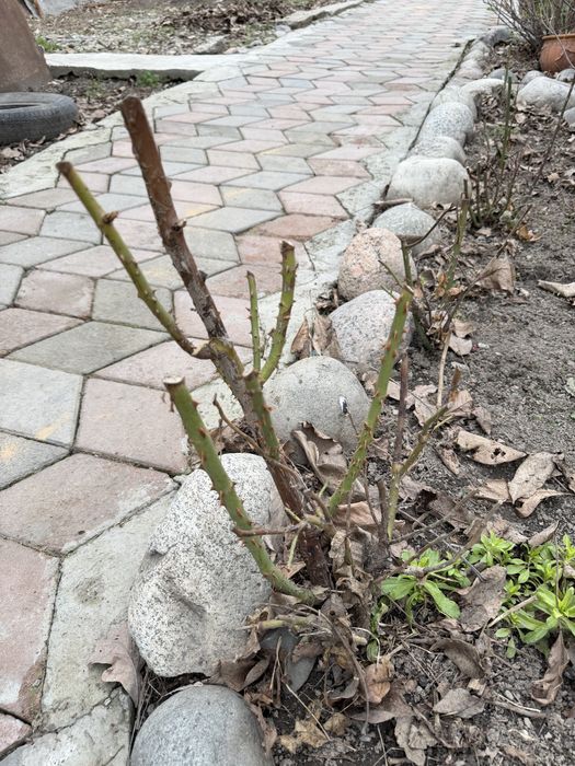 Саженцы Розы, смородины