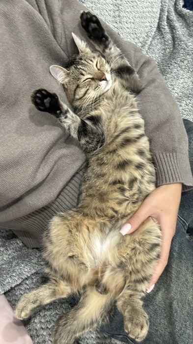 Отдаем кота в добрые руки